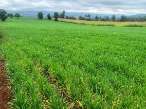 Land for sale Close to Nyahururu town Muthaiga Nairobi