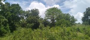 Land for sale Malindi Kilifi