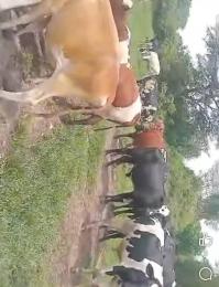 Land for sale Kapeeka nakaseke Nakaseke Central