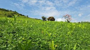 Land for sale Kyegegwa kakabara Kyegegwa Western