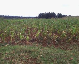 Land for sale Nyari Nairobi