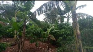 Land for sale Semuto  Nakaseke Central