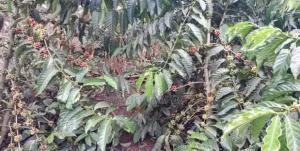 Land for sale Luwero kakinzi Luweero Central