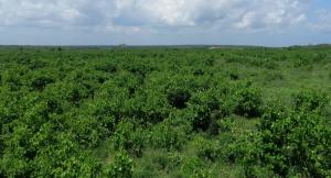 Land for sale Malindi Kilifi