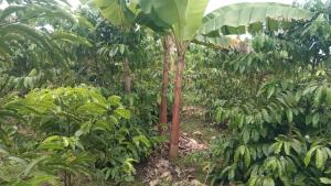 Land for sale Nakiwate, Nakifuma Subcounty, Mukono District  Mukono Mukono Central