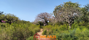 Land for sale Malindi Kilifi