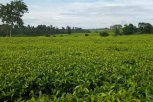 Land for sale Limuru Central Kiambu