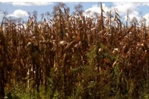 Land for sale Nyandarua Nyandarua