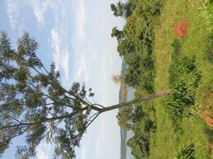 Land for sale Nkokonjeru katosi road  Mukono Mukono Central
