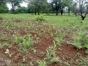 Agricultural Land for rent Rongai Nakuru