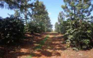 Land for sale Ruiru Kiambu