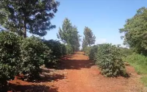 Land for sale Kiambu Kiambu