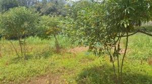 Land for sale Karen Nairobi