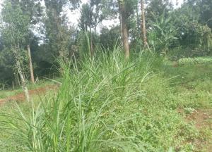 Land for sale Karen Nairobi