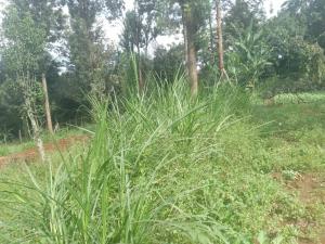 Land for sale Karen Nairobi