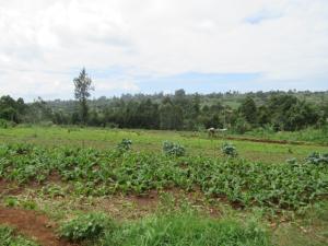 Land for sale Ngecha-Wangige Rd, Wangige Kabete Kiambu