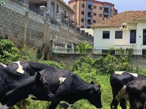 Land for sale Kyanja road  Kampala Central Kampala Central