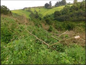 Land for sale Limuru Central Kiambu