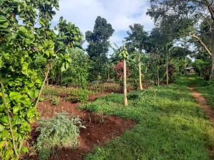 Land for sale Kamuli, Lwanda Jinja Eastern