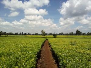 Agricultural Land for sale Cianda Kiambu Kiambu