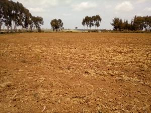 Agricultural Land for sale Timau Meru Meru