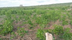 Land for sale Malindi Kilifi