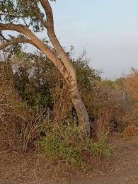 Land for sale Magarini Kilifi
