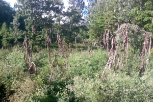 Land for sale Kiserian Kiserian