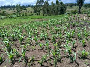 Land for sale Westlands Nairobi