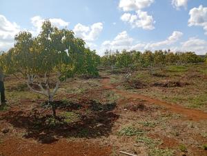 Land for sale Rombo Kajiado