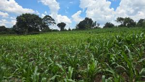 Land for sale Mpoma  Mukono Mukono Central