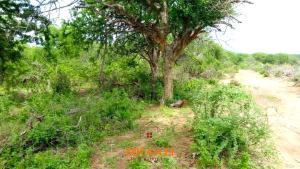 Land for sale Igembe Central Meru