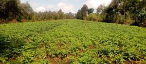 Agricultural Land for rent Waithaka Nairobi