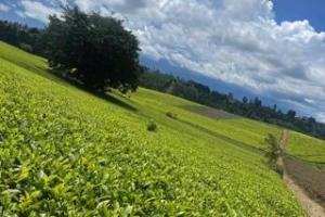 Land for sale Tigoni Limuru