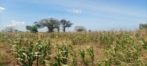 Land for sale Malindi Kilifi