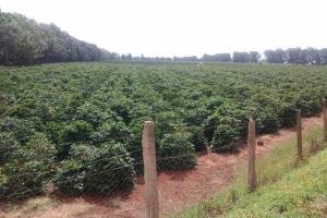 Land for sale Maragwa Murang'a