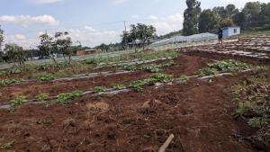 Land for sale Limuru Central Kiambu
