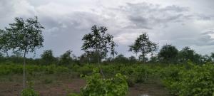 Land for sale Malindi Kilifi
