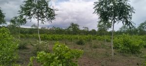 Land for sale Malindi Kilifi