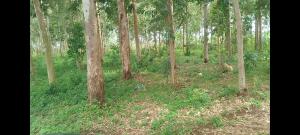 Land for sale Nkumba Wakiso Central