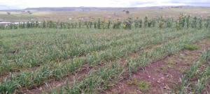 Land for sale Isinya Isinya