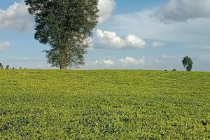Land for sale Tigoni Limuru