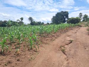 Land for sale Luwero wobulenzi  Luweero Central