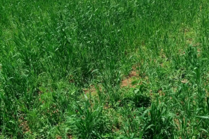 Land for sale Laikipia Laikipia