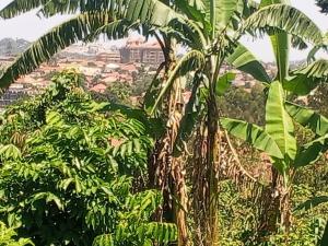 Land for sale Mukono nabuti Mukono Mukono Central