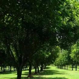 Residential Land for sale Juja Kiambu