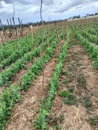 Land for sale Ol Kalou Nyandarua