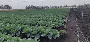 Commercial Properties for sale Ongata Rongai Kajiado