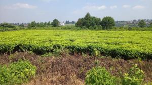 Land for sale Tigoni Ngecha Tigoni Kiambu