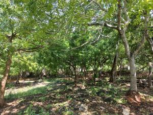 Land for sale Kilifi North Kilifi